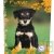Cahier recycl� Forever 70g 96p Grands Carreaux 24x32cm Chiot Noir