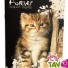 Cahier recycl� Forever 70g 96p Grand Carreaux 17x22cm Chaton assis