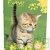 Cahier recycl� Forever 70g 96p Grands Carreaux 24x32cm Chaton Debout