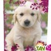 Cahier recycl� Forever 70g 96p Grands Carreaux A4 Chiot Blanc