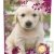Cahier recycl� Forever 70g 96p Grands Carreaux 24x32cm Chiot Blanc