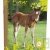 Cahier recycl� Forever 70g 96p Grands Carreaux 24x32cm Poulain