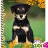 Cahier recycl� � spirale A4 70g 100 pages Grands carreaux Chiot noir