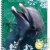 Cahier recycl� � spirale A4 70g 100 pages Grands carreaux Dauphin