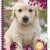 Cahier recycl� � spirale A4 70g 100 pages Grands carreaux Chiot blanc