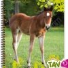 Cahier recycl� � spirale A4 70g 100 pages Grands carreaux Poulain
