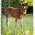 Cahier recycl� � spirale A4 70g 100 pages Grands carreaux Poulain