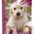 Agenda scolaire recycl� 2008-2009 Forever 384 pages 12x17cm Chiot blanc