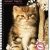 Cahier recycl� � spirale A4 70g 100 pages Grand carreaux Chat assis