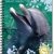 Cahier de textes scolaire recycl� � spirale Forever 70g 148p Dauphin