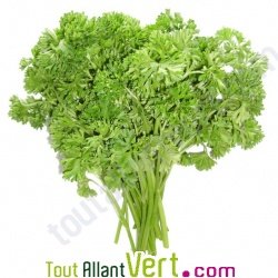 Graines bio Persil Fris� Nain Vert Fonc�
