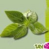Graines bio Basilic Marseillais AB