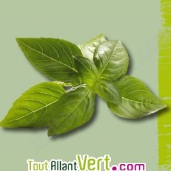 Graines bio Basilic Marseillais AB