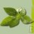 Graines bio Basilic Marseillais AB