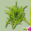 Graines bio Laitue Cressonnette Marocaine AB