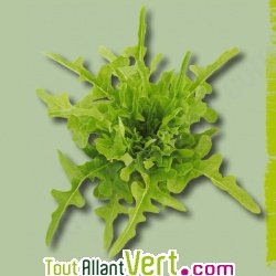 Graines bio Laitue Cressonnette Marocaine AB