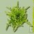 Graines bio Laitue Cressonnette Marocaine AB