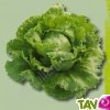 Graines bio Laitue Vienna Type Iceberg AB