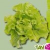 Graines bio Laitue Express AB
