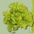 Graines bio Laitue Express AB