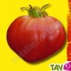 Graines bio Tomate Coeur AB