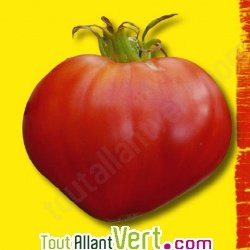 Graines bio Tomate Coeur AB