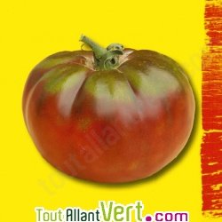 Graines bio Tomate Noire Russe AB