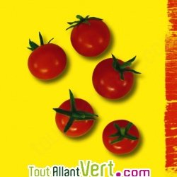 Graines bio Tomate Miel du Mexique AB
