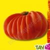 Graines bio Tomate Beefsteak AB