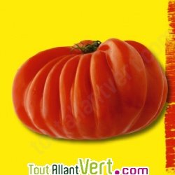 Graines bio Tomate Beefsteak AB