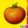 Graines bio Tomate La Carotina AB