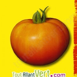 Graines bio Tomate La Carotina AB