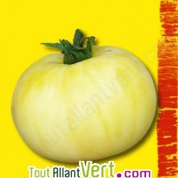 Graines bio Tomate Beaut� Blanche AB