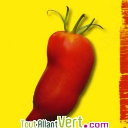 Graines bio Tomate Andine Cornue AB