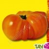 Graines bio Tomate Ananas AB