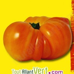 Graines bio Tomate Ananas AB