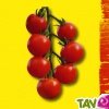 Graines bio Tomate Cerise Gardeners Delight AB