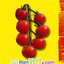 Graines bio Tomate Cerise Gardeners Delight AB