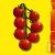 Graines bio Tomate Cerise Gardeners Delight AB