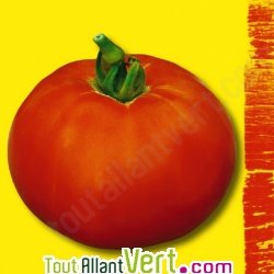 Graines bio Tomate Reine de Saint Marthe AB