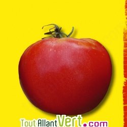 Graines bio Tomate Rose de Berne AB
