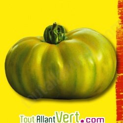 Graines bio Tomate Evergreen AB