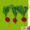 Graines bio Radis Raxe AB