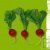 Graines bio Radis Raxe AB