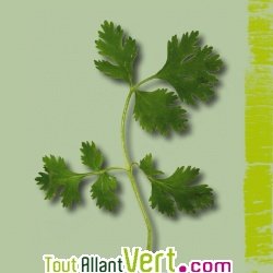 Graines bio Coriandre AB