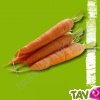 Graines bio Carotte de Carentan AB