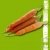 Graines bio Carotte de Carentan AB