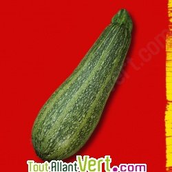 Graines bio Courgette Grisette de Provence AB
