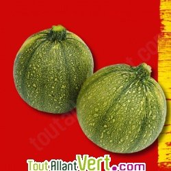 Graines bio Courgette de Nice � fruit rond AB