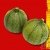 Graines bio Courgette de Nice � fruit rond AB